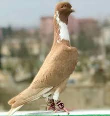 Jose Manuel Sotomayor Blanco Adli Kullanicinin Palomas Panosundaki Pin Goruntuler Ile Evcil Hayvanlar Kus Hayvanlar