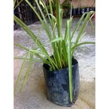 Give me back my lifenov. Anak Pokok Harum Sundal Malam Shopee Malaysia