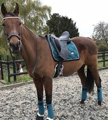 We would like to show you a description here but the site won't allow us. Equestrian Stockholm Emerald Sport Horse Horse Rider Horse Riding