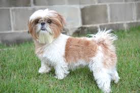 We are seattle's puppy day school! International Travel With A Shih Tzu Petrelocation