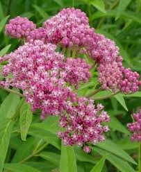Image result for Asclepias aurea
