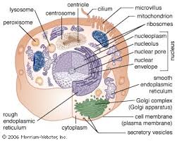 Check spelling or type a new query. Cell Definition Types Functions Diagram Division Theory Facts Britannica