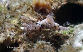 Image result for Nothoperanema squamiseta