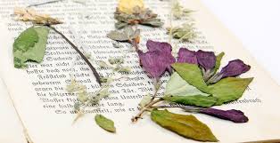 You make sure your leaves are dry (pat them dry with some kitchen towel), place them between 2 pieces of newspaper and pile on do you think the pva method would work. Drying Pressing And Preserving Flowers My Garden Life