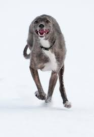 I Am Not Disabled Hounddogsrunning This Lurcher Is A Tripod Look At Him Go Grey Dog Dog Leg Dog Love