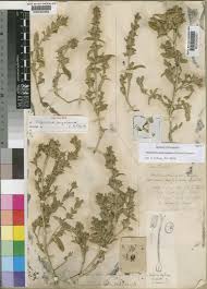 Image result for Duosperma