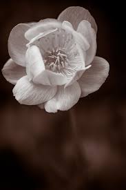 Http Media Cache Ak0 Pinimg Com 736x 3c Fe Eb 3cfeeb1aae83480f1d78a8ad321179c7 Jpg Flowers Photography Flowers Black And White Photography