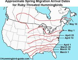 hummingbird migration spring fall migration information