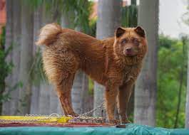 License tags are issued free of charge for service dogs that assist. Hmong Docked Tail Dog Dogs Canine Dock