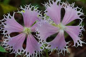 Image result for Ternstroemia polypetala