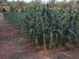 It's refrigerated and stored in cans or jars, preserved in water or types of acid, with salt or sugar. Icar Research Complex For Goa