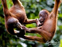 Welcome to cs holidays website. 3d2n Cat City Kuching Express Amazing Borneo Tours