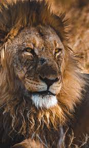 1280x2120 Beast King Lion Wallpaper Lion Wallpaper Huge Cat Animals Beautiful