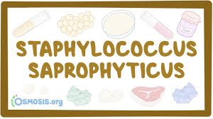 Image result for Staphylococcus Saprophyticus