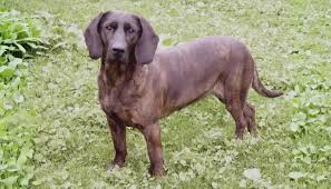 Image result for bavorský barvář