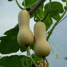 Image result for Cucurbita moschata