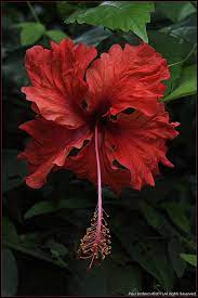 Red Hibiscus Flower Costa Rica Hibiscus Flowers Hibiscus Love Flowers