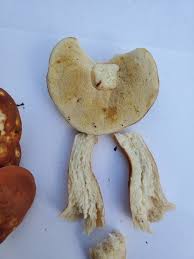 Image result for Boletus separans