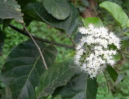 Image result for Ehretia cymosa