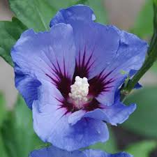 Image result for Hibiscus hiernianus