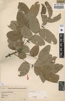 Image result for Zanha africana