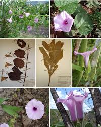 Image result for Ipomoea carnea