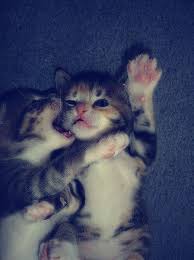 15 Photos Of Cute Tiny Kittens Cuddling With Each Other Hayvan Sozleri Hayvanlar Hayvan