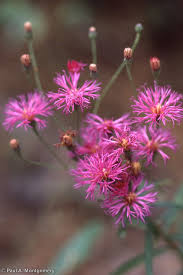 Image result for Vernonia natalensis