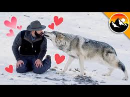 This is the homepage for the international wolf center, which aims to teach the world about wolves. My First Kiss With A Wolf Youtube