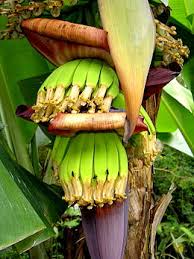 Cavendish synonyms, cavendish pronunciation, cavendish translation, english dictionary definition of cavendish. Cavendish Banana Wikipedia