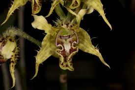 Image result for Macrotyloma tenuiflorum