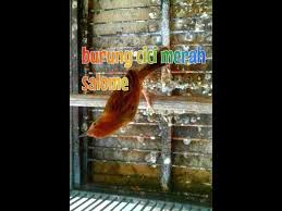 Suara cici merah betina mp3 & mp4. Download Video Suara Burung Cici Merah Betina Mp3 Mp4 3gp Flv Download Lagu Mp3 Gratis