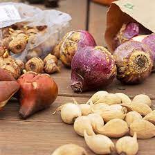 Since 1950 we have been providing a wide range of perennials, annuals, bulbs, shrubs, vines, amaryllis, gardening tools & supplies, and gifts for gardeners. Tips For Planting Your Favorite Bulbs Better Homes Gardens