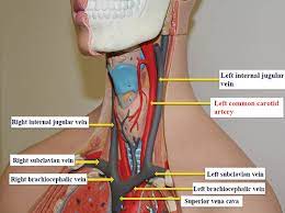 Veins and arteries are the two types of blood vessels in a closed circulatory system. Cerebral Venous Drainage Through Internal Jugular Vein Veins And Lymphatics