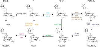 Why is endocytosis found in animal cell class 9. Phosphoinositide Conversion In Endocytosis And The Endolysosomal System Journal Of Biological Chemistry