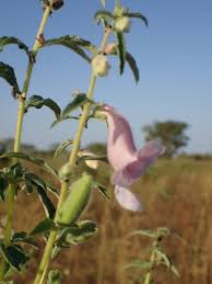 Image result for Sesamum radiatum