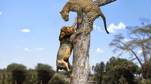 Top 10 Strongest Predators In The Wild Prey Vs Predator Predator Vs Prey Askal Youtube It's pretty simple, says cordey. top 10 strongest predators in the wild prey vs predator predator vs prey askal
