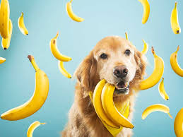 Du entscheidest, wann dein baby mit fester nahrung anfängt. Durfen Hunde Bananen Essen Passion Hund