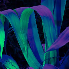 This illustration can be used for your design, with space for your text (colors used: Wa09 Leaf Blue Purple Green Flower Pattern Background Wallpaper