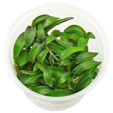 Image result for Cyanotis longifolia