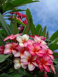 Plumeria Most Beautiful Flowers Beautiful Flowers Flower Garden