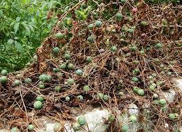 Image result for Diplocyclos