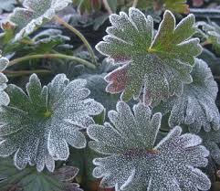 Image result for Geranium sanguineum Max Frei