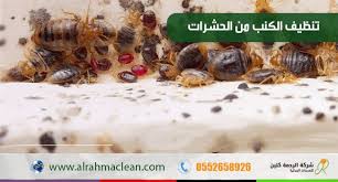 طريقة تنظيف الكنب من الحشرات من شركة مكافحة حشرات بحفر الباطن