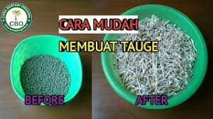 Rasa dari tauge ini segar dan memiliki tekstur yang renyah, sehingga banyak dimanfaatkan di berbagai olahan makanan. Cara Membuat Tauge Dengan Mudah How To Make Bean Sprouts Easily Youtube