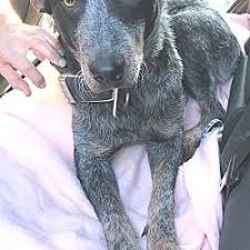 Maybe you would like to learn more about one of these? Stamford Connecticut Cattle Dog Meet A Niles A For Adoption Https Www Adoptapet Com Pet 21181023 Stamford Connecticut Cattle Dog Pets Cattle Dogs Mix