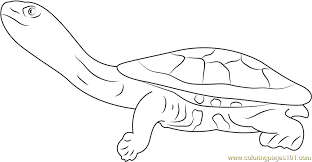 Whether they are winning races or gliding along the ocean currents, turtles are some of the oldest and neatest reptiles out there. Eastern Long Neck Turtle Coloring Page For Kids Free Turtle Printable Coloring Pages Online For Kids Coloringpages101 Com Coloring Pages For Kids
