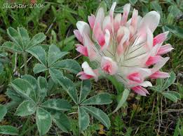 Image result for Trifolium