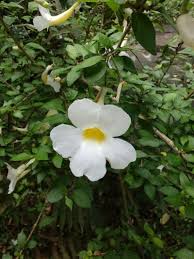 Image result for Thunbergia erecta