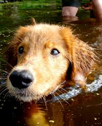 The look of the nova scotia duck tolling retriever. Nova Scotia Duck Tolling Retriever Breed Information History Health Pictures And More